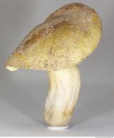 Photo Texture of Mushroom 0006